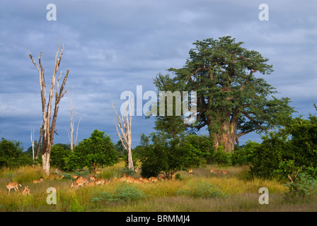 Impala l'élevage dans l'herbe verte avec les souches d'arbres morts à l'arrière-plan Banque D'Images