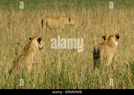 Lionne guette dans l'herbe haute Banque D'Images