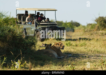 Lionne couchée dans l'ombre et un véhicule de safari avec les touristes Banque D'Images