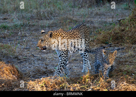 Leopard walking avec de jeunes cub Banque D'Images