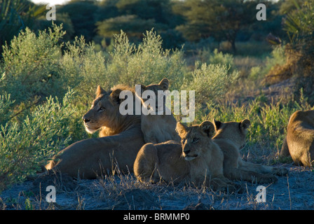 Une troupe de lions se reposant à l'ombre Banque D'Images