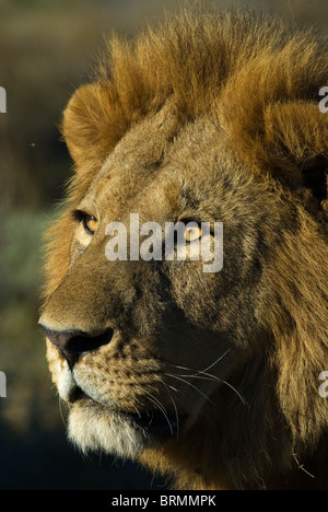 Homme lion portrait serré Banque D'Images