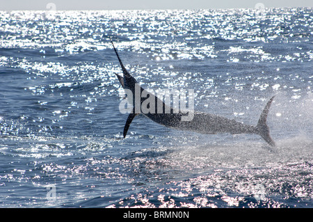 Un accro du makaire bleu sautant de l'eau dans une tentative de jeter le crochet Banque D'Images