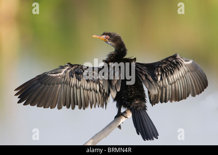 Ses ailes de séchage Reed Cormorant Banque D'Images