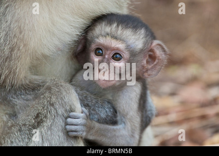 Bébé singe qui se tient sur les genoux de sa mère Banque D'Images