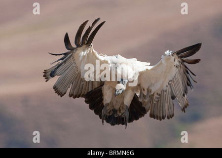 Cape Vulture landing Banque D'Images