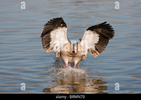 Egyptian goose pour poser sur l'eau Banque D'Images