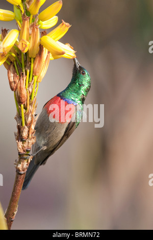 Plus d'un collier double mâle Sunbird de sucer le nectar des une fleur jaune Banque D'Images