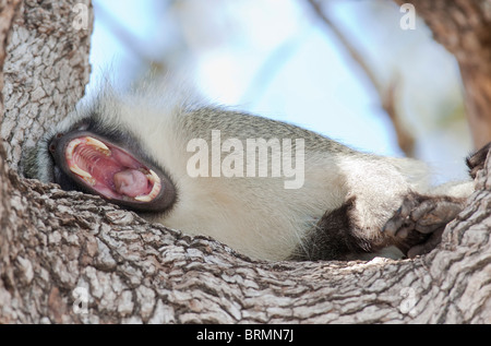 Singe couché sur le côté dans un arbre et d'orientation montrant ses dents et langue rose Banque D'Images