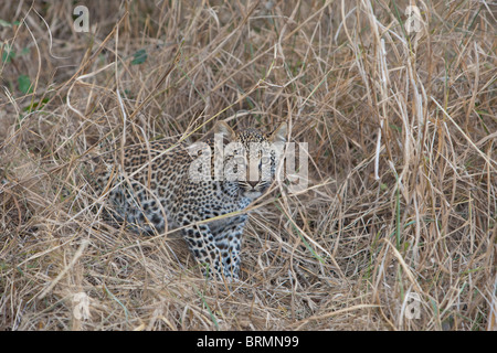 Leopard cub se cachant dans de longues herbes sèches Banque D'Images