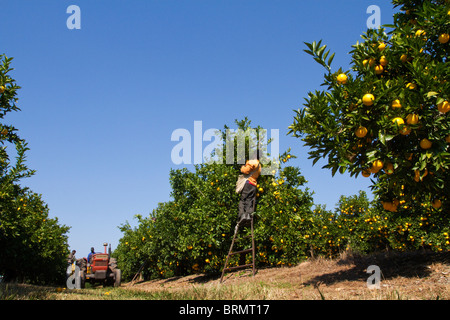 La récolte des oranges à l'aide de travailleurs une grande échelle appuyée contre un arbre dans le verger Banque D'Images