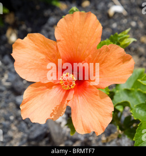 Cultivar Orange d'Hibiscus rosa-sinensis Banque D'Images