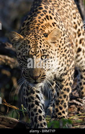 Vue frontale d'un mâle leopard walking Banque D'Images