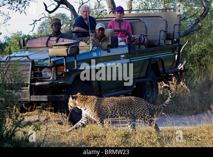 Les touristes dans l'affichage d'un véhicule safari leopard comme il marche par Banque D'Images