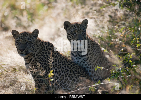 Deux léopards reposent à l'ombre en regardant vers l'appareil photo Banque D'Images