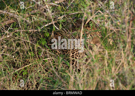 Un Léopard caché dans l'herbe haute Banque D'Images