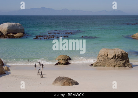La plage de Boulders near Simonstown avec pingouins Jackass ou Africains Banque D'Images
