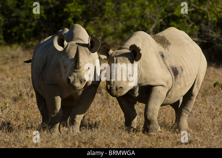 Deux rhinocéros noir (Diceros bicornis michaeli) sous-espèces de l'Afrique de l'est côte à côte Banque D'Images