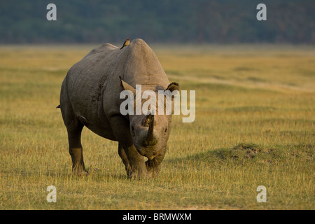 Le rhinocéros noir (Diceros bicornis michaeli) sous-espèces de l'Afrique de l'est en soi Banque D'Images