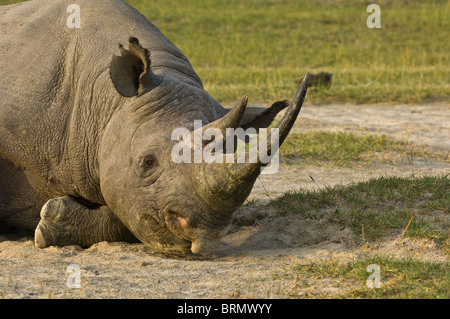 Un portrait d'un rhinocéros noir (Diceros bicornis michaeli) sous-espèces de l'Afrique de l'Est, position couchée Banque D'Images