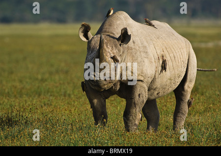 Le rhinocéros noir (Diceros bicornis michaeli) sous-espèces de l'Afrique de l'est avec bec rouge oxpeckers sur son dos Banque D'Images