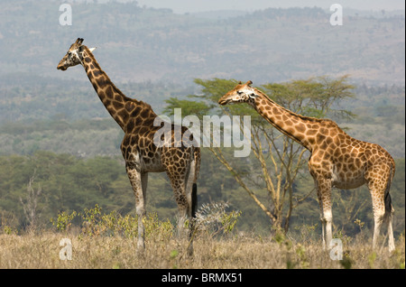 Deux Rothschild Rothschild Girafe (Giraffa camelopardalis), debout près de l'un à l'autre Banque D'Images