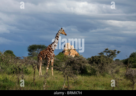 Réticulé mâle Girafe (Giraffa camelopardalis reticulata) debout dans la prairie ouverte avec les nuages de tempête gathering Banque D'Images