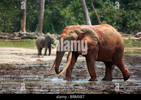 Éléphant de forêt (Loxodonta Africana cyclotis) recouvert de boue rouge avec un veau debout dans l'arrière-plan Banque D'Images