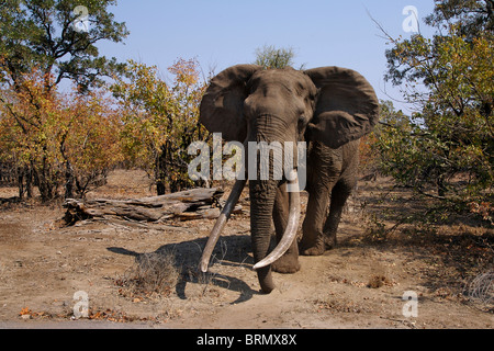 Grand elephant (Loxodonta africana) krosian Hlanganini en Mopane veld durant la saison sèche Banque D'Images