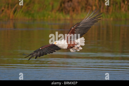 African fish eagle swooping vers le bas sur l'eau Banque D'Images