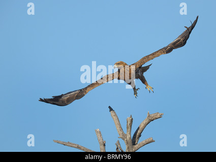 Aigle ravisseur décollant d'un arbre mort Banque D'Images