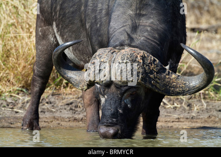 Portrait d'un buffalo potable bull Banque D'Images