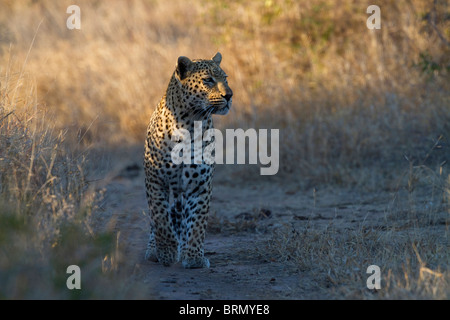 Un léopard mâle vers le bas un jeu marche prudemment à la voie de l'avant avec attention Banque D'Images