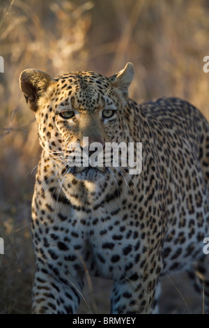 Vue frontale d'un mâle leopard en mouvement Banque D'Images