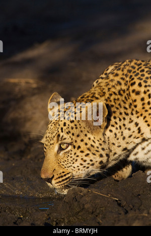 Portrait of a male leopard de boire à lumière chaude Banque D'Images