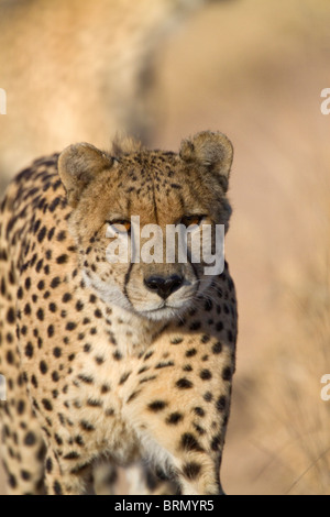 Vue frontale d'un guépard walking Banque D'Images