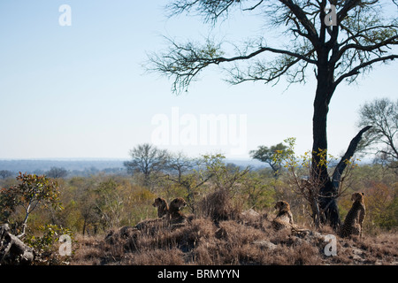 Vue panoramique de guépard perché sur une termitière dans une savane de Lowveld Banque D'Images