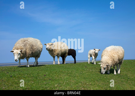 Le mouton domestique (Ovis ammon aries), les brebis avec agneaux sur une digue. Banque D'Images