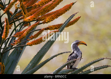 Yellow-Billed hornbill perché sur une plante de l'aloe Banque D'Images