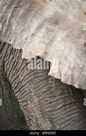 Close up d'une partie d'un un Elephant's ear et la jambe Banque D'Images