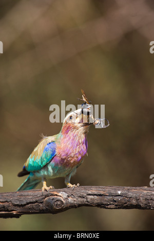 Lilac-breasted Roller un bousier jeter en l'air pour la rattraper dans son bec Banque D'Images