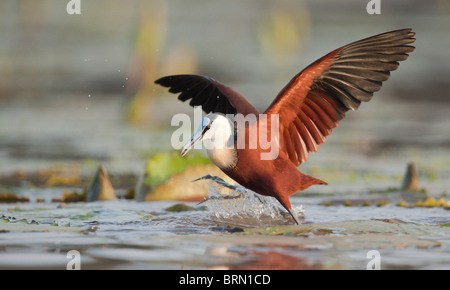 Jacana africain avec son aile dans la préparation pour le vol étendu Banque D'Images