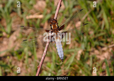 À corps large chaser dragonfly (Libellula depressa), homme, au Royaume-Uni. Banque D'Images