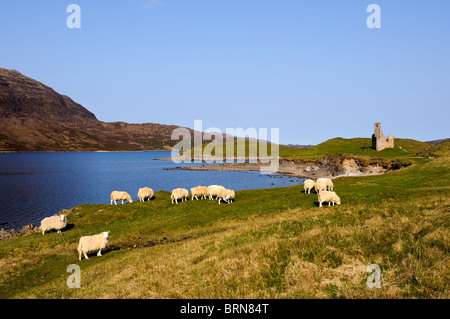 Vue sur le Loch Assynt Sutherland Highlands Ecosse Banque D'Images