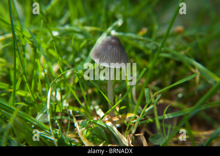 Psilocybe semilanceata (champignons magiques) également connu sous le nom de 'Liberty Cap' champignons, Hampshire, Angleterre. Banque D'Images