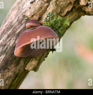 Auricularia auricula-judae aussi connu comme la vaseline ou de l'oreille l'oreille de Juif. Vu ici de plus en plus sur la branche de l'arbre d'un Aîné. Banque D'Images