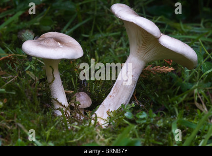 Agaric (Clitocybe nebularis assombries) Banque D'Images