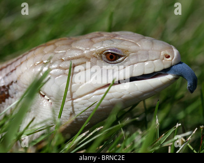 Blue-tongued Skink ramper sur l'herbe (aka Blue-tongued Lizard) en Australie Banque D'Images