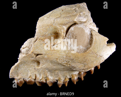 Merycoidodon sp. (Mâchoire et du crâne de la section 'éteint' Oreodont), 32 millions d'années, en provenance de Lusk, Wyoming Banque D'Images