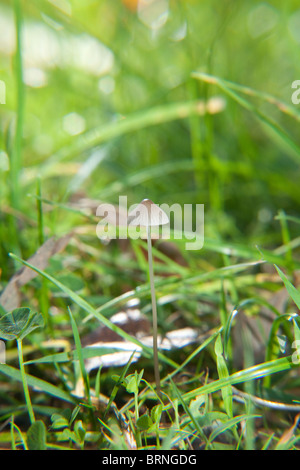 Psilocybe semilanceata (champignons magiques) également connu sous le nom de 'Liberty Cap' champignons, Hampshire, Angleterre. Banque D'Images